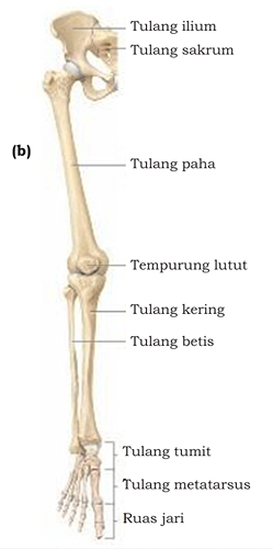 Tulang Anggota Gerak Bawah